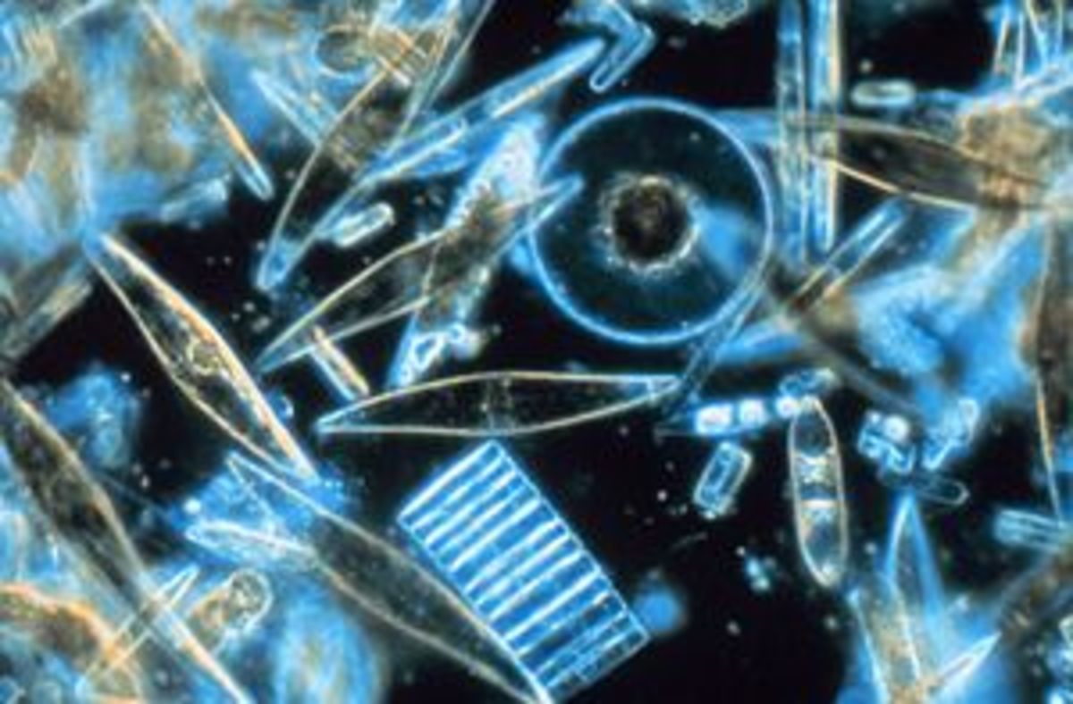 300px-Diatoms_through_the_microscope.jpg (Full)