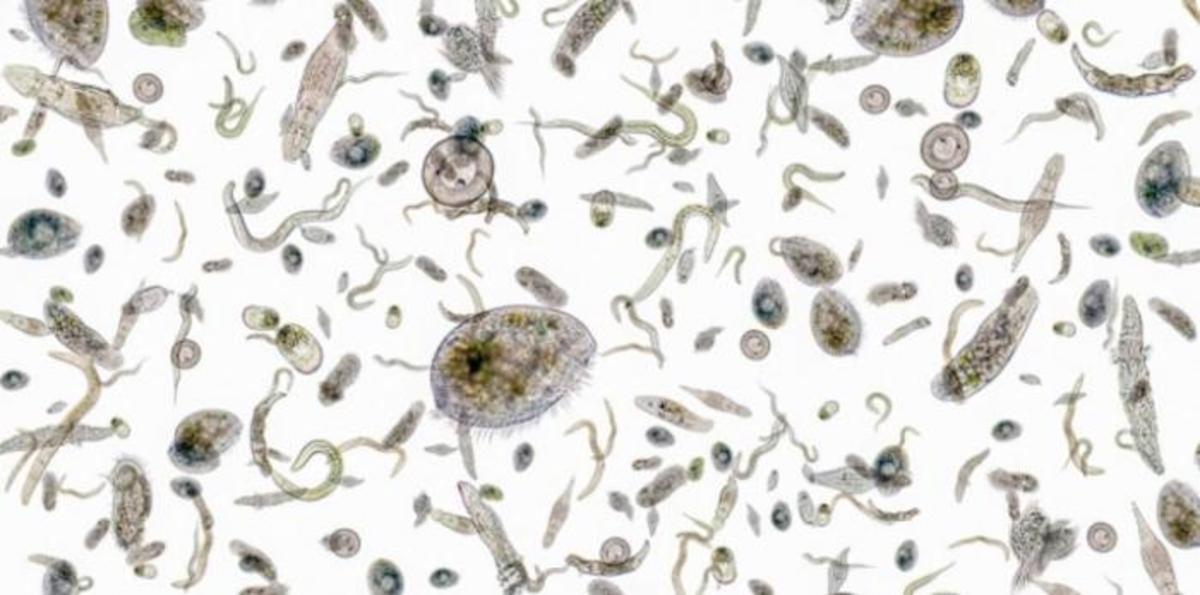 MIT-Iron-Limit-Phytoplankton-01_0.jpg (Full)