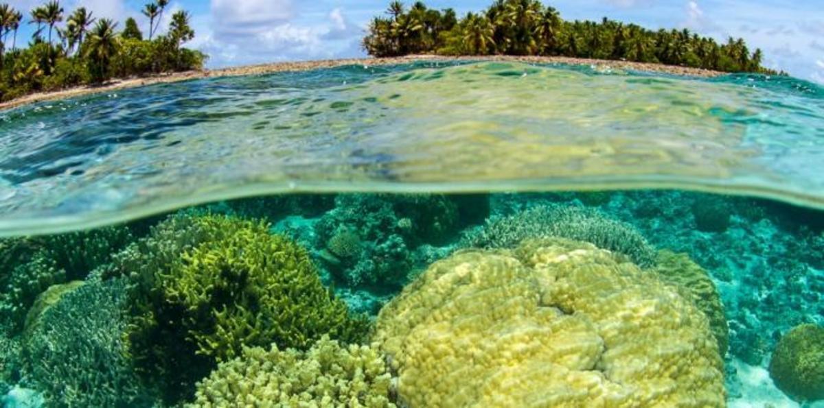 Pristine-coral-in-the-Marshall-Islands16x9.jpg (Full)