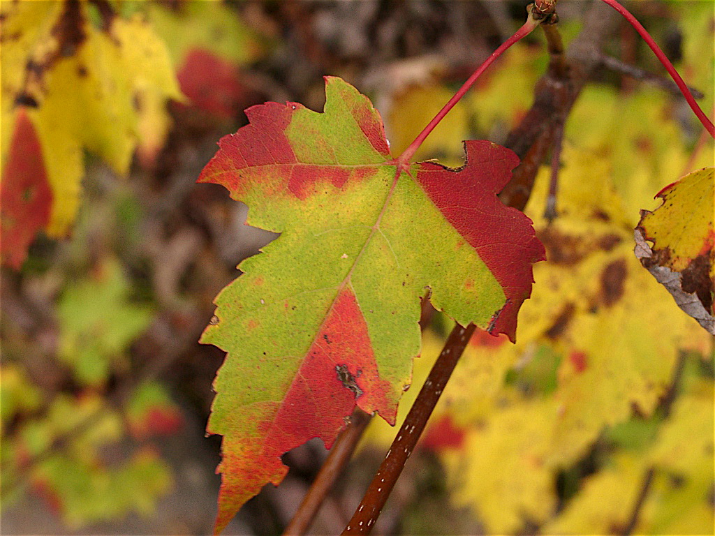 Fall Foliage - Image: MIT News