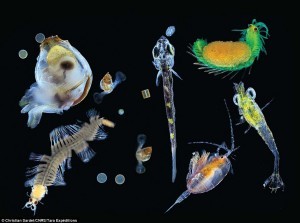 A sampling of plankton collected from the Pacific Ocean. Credit: Christian Sardet/Tara Expedition