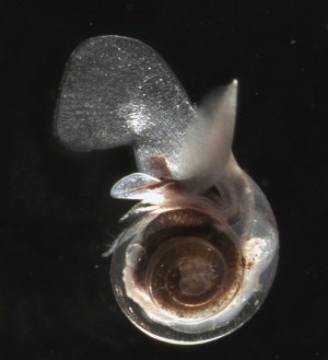 The shell pictured here is a victim of ocean acidification. The normally-protective shell is so thin and fragile, it's transparent. Credit: NOAA National Ocean Service