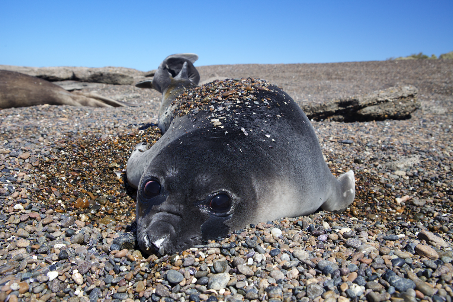 Elephant Seal pup along the coast of Patagonia, Argentina. (Credit © Keith Ellenbogen)