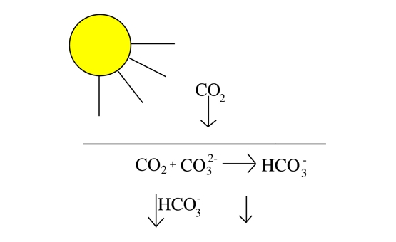 Ocean Carbon Schematic - source: A.W. Omta