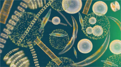 Phytoplankton, image credit: Richard Kirby